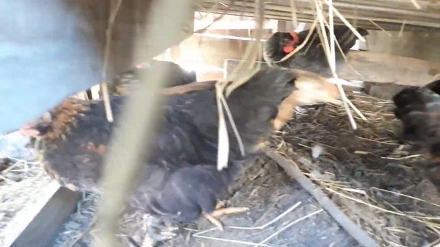 Куры, индюки, перепела, цыплята и цыплята!!! смотреть онлайн