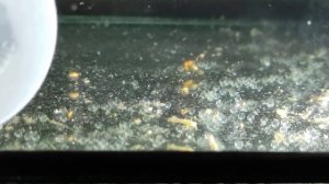 Икра Данио второй день