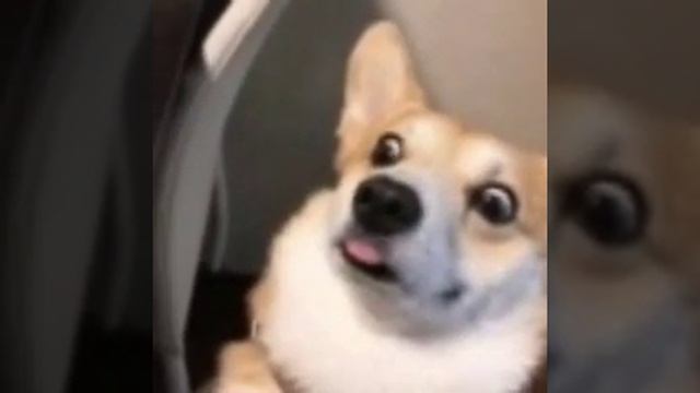 пёсик смотреть онлайн