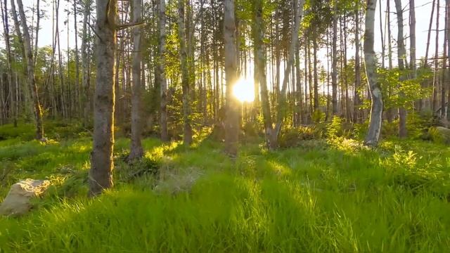 Focus Music For Work And Studying / Background Music For Concentration, Study Music, Thinking Musi смотреть онлайн