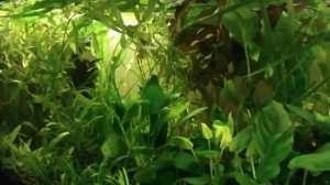 Простой аквариум- травник с гуппи. 120 литров