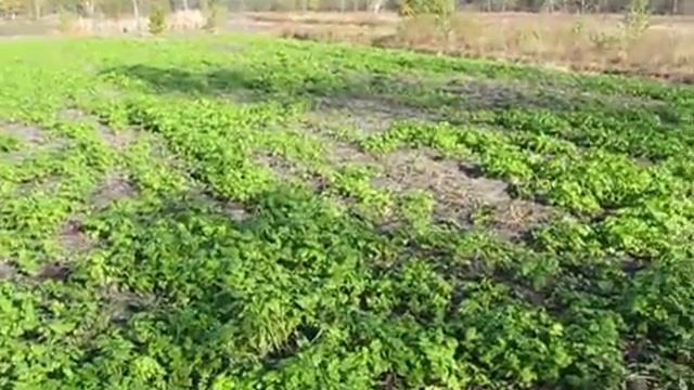 Белая горчица-сидераты. смотреть онлайн