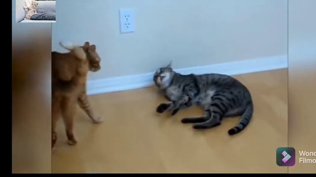 Самые большие коты в мире • The biggest cats in the world•