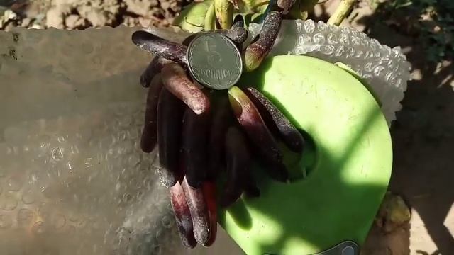 Сорт винограда Хэллоуин 25 августа  виноградник Щереденкова В. А