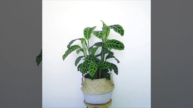 Calathea Zebrina timelapse смотреть онлайн
