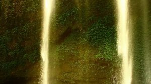 Wise Hand - Manschoud