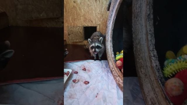 #ямыилюша #raccoon #помощьбездомнымживотным #анапа #reels #море #енотики
