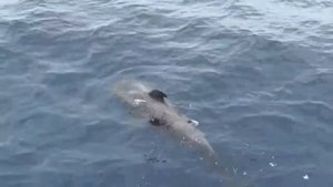 Los Gigantes.Whales.Tenerife/Киты.