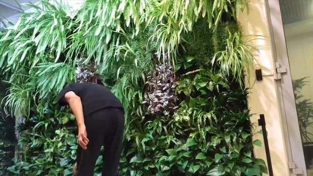 ФИТОСТЕНА ВЕРТИКАЛЬНОЕ ОЗЕЛЕНЕНИЕ