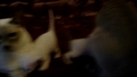 ориенташки