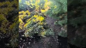 Кизильник блестящий и Спирея