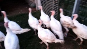 Пасу индюков