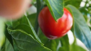 Чем и как удобрять перец чили дома?