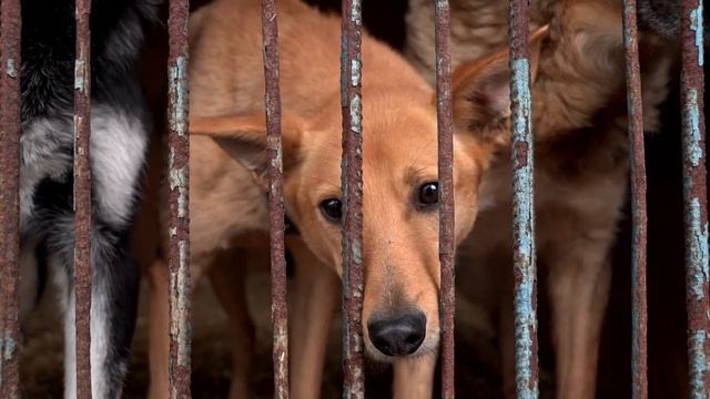 День открытых дверей в приюте Красная сосна смотреть онлайн