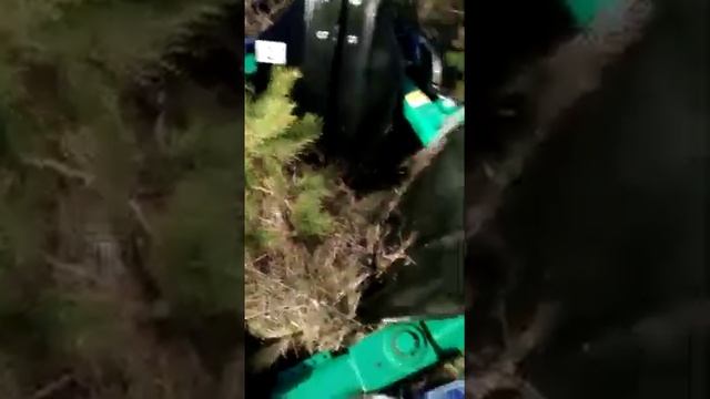 Высаживаем ёлочки в Ломовском парке смотреть онлайн