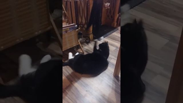 Кошка и носки смотреть онлайн