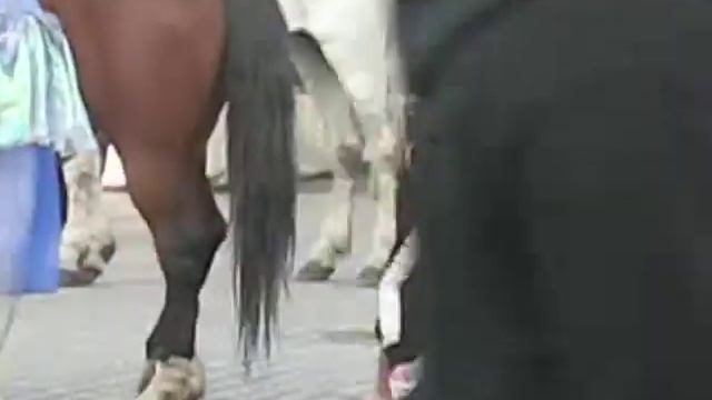 Как правильно убирать какашки за коняшкой
