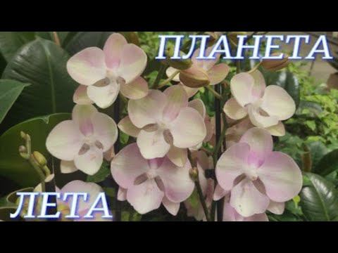 №886/ ОРХИДЕИ и растения на ВЫСАДКУ в  ПЛАНЕТА ЛЕТА