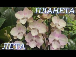 №886/ ОРХИДЕИ и растения на ВЫСАДКУ в ПЛАНЕТА ЛЕТА