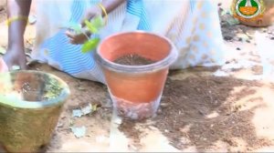 Anthurium Flower cultivation