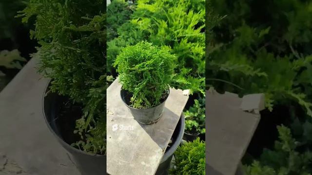 вам нужно компактная шаровидная форма_ туя тини Тим #сад #дача #garden #растения