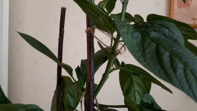 Эксперимент закончился Пепино завязали плоды смотреть онлайн