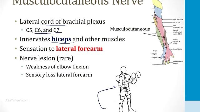 Опорно-двигательный аппарат USMLE - 1. Анатомия и ортопедия - 3.Плечевое сплетение