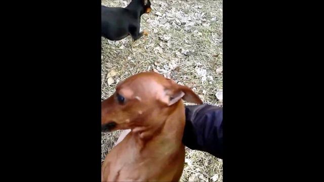 Цвергпинчеры на прогулке смотреть онлайн