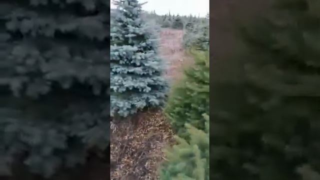 Ель Голубая Экстра Глаука