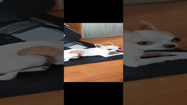 Выступает Шарик
