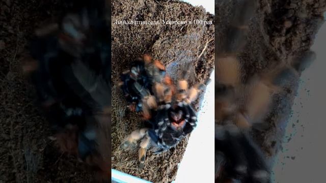 Линька паука птицееда.Tarantula molting #Shorts