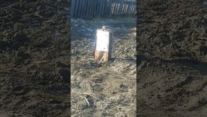 Пол года ранее) Крал Панчер брекер 5.5 пуля 1.21гр Baracuda Hunter  Extrime