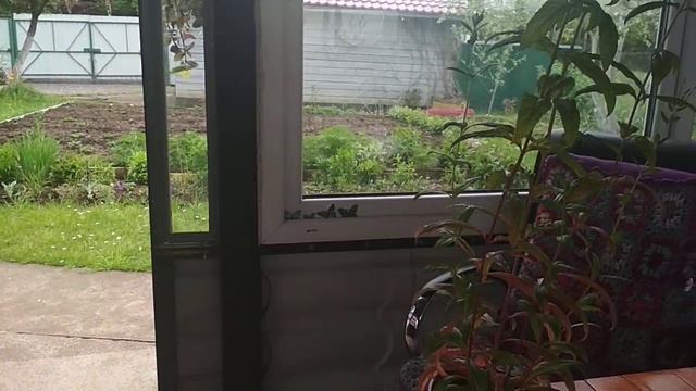 #я на даче#эустома#сорняк смотреть онлайн