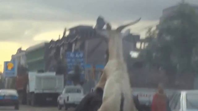 Козёл на велике