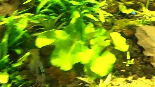 PA290001Индийский Папоратник смотреть онлайн