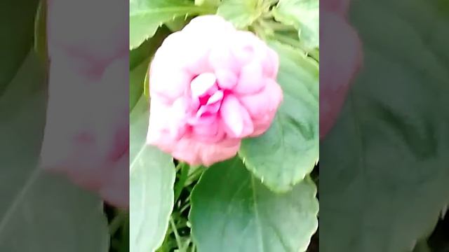 цветок 🥀 Ванька мокрый 💧