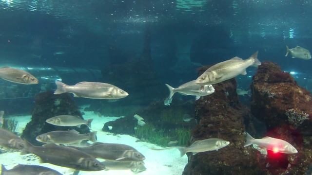 L'aquarium de Barcelona смотреть онлайн