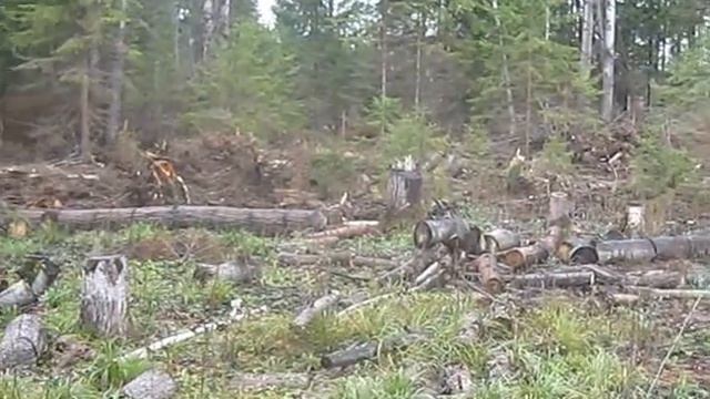 Выкорчевка крупных пней