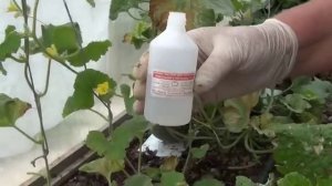 Муравьи. Как избавиться от муравьев в теплице.mp4