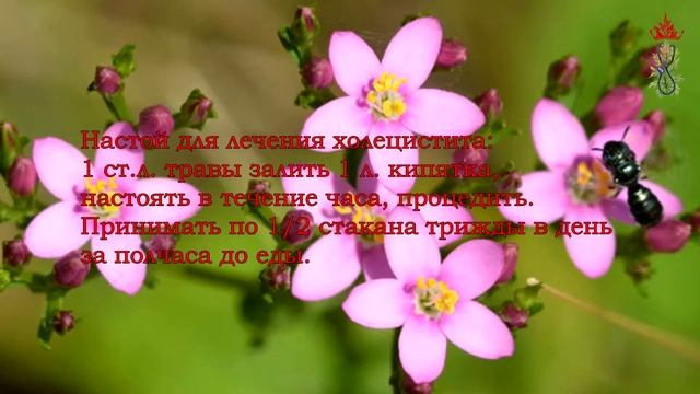 Золототысячник