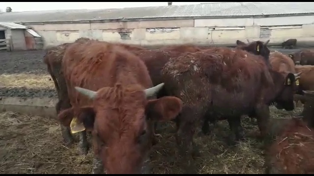 Крупный рогатый скот -племенной, товарный КРС смотреть онлайн
