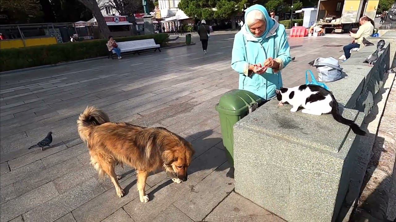 Набережная Ялты .Кормим животных / Жизнь в Ялте