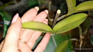 Адаптация орхидей...Каттлеи на блоках. ч.1