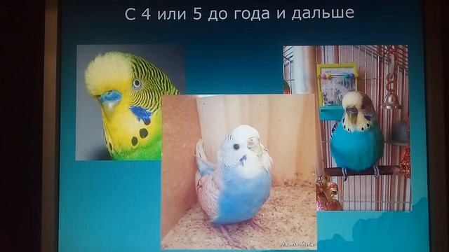 Определение возраста волнистых попугаев смотреть онлайн