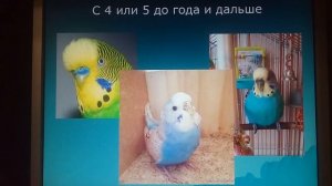 Определение возраста волнистых попугаев