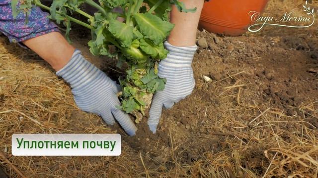 Семеноводство часть 2. Высадка маточников: лук, морковь, свёкла, капуста