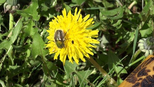 NATIVE AMERICAN FLUTE "EGYPTIAN FORCE" / ФЛЕЙТА "ЕГИПЕТСКАЯ СИЛА" смотреть онлайн