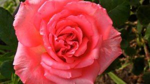 Самые ароматные цветы для сада