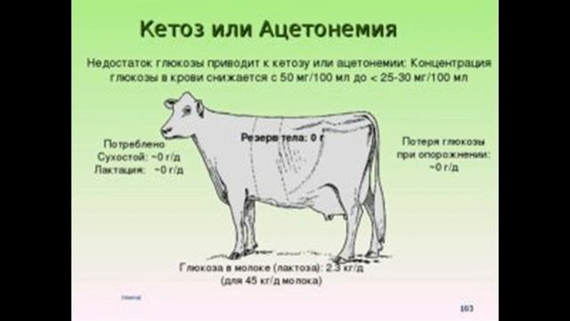 Кетоз или ацетонемия. Лечение коз.