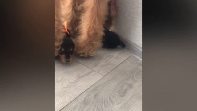 Щенки эрдельтерьера 17 дней